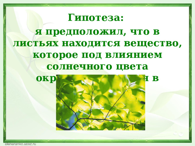 Гипотеза: я предположил, что в листьях находится вещество, которое под влиянием солнечного цвета окрашивает листья в зелёный цвет. 