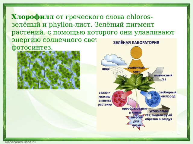 Хлорофилл от греческого слова chloros-зелёный и phyllon-лист. Зелёный пигмент растений, с помощью которого они улавливают энергию солнечного света и осуществляют фотосинтез. 