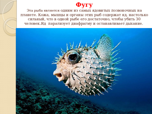 Фугу  Эта рыба является одним из самых ядовитых позвоночных на планете.  Кожа, мышцы и органы этих рыб содержат яд, настолько сильный, что в одной рыбе его достаточно, чтобы убить 30 человек.Яд парализует диафрагму и останавливает дыхание. 