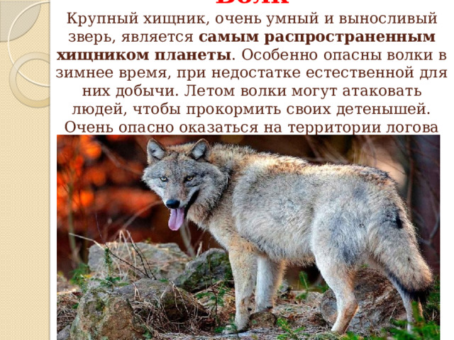 Волк  Крупный хищник, очень умный и выносливый зверь, является самым распространенным хищником планеты . Особенно опасны волки в зимнее время, при недостатке естественной для них добычи. Летом волки могут атаковать людей, чтобы прокормить своих детенышей. Очень опасно оказаться на территории логова стаи. 