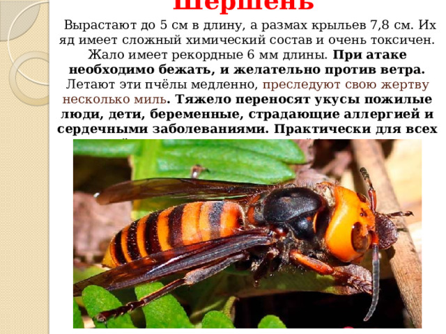 "Самые опасные животные"