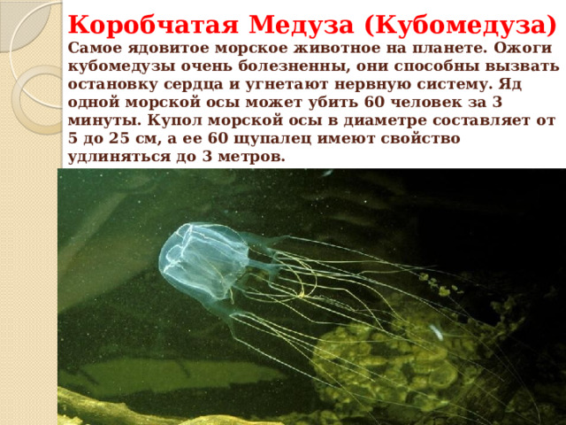 Коробчатая Медуза (Кубомедуза)  Самое ядовитое морское животное на планете. Ожоги кубомедузы очень болезненны, они способны вызвать остановку сердца и угнетают нервную систему. Яд одной морской осы может убить 60 человек за 3 минуты. Купол морской осы в диаметре составляет от 5 до 25 см, а ее 60 щупалец имеют свойство удлиняться до 3 метров.   
