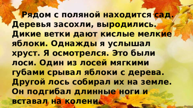 Рядом с поляной находится сад. Деревья засохли, выродились. Дикие ветки дают кислые мелкие яблоки. Однажды я услышал хруст. Я осмотрелся. Это были лоси. Один из лосей мягкими губами срывал яблоки с дерева. Другой лось собирал их на земле. Он подгибал длинные ноги и вставал на колени. 