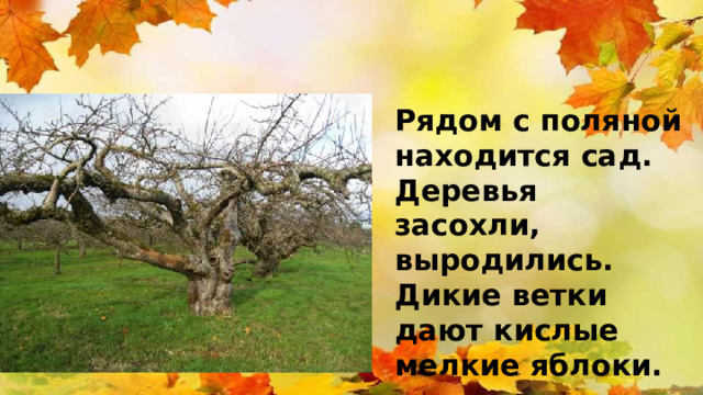 Рядом с поляной находится сад. Деревья засохли, выродились. Дикие ветки дают кислые мелкие яблоки.  