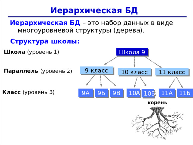 Иерархическая БД Иерархическая БД – это набор данных в виде многоуровневой структуры (дерева). Структура школы : Школа (уровень 1) Школа 9 Параллель (уровень 2) 9 класс 10 класс 11 класс Класс (уровень 3) 11А 11Б 10А 9Б 9А 9В 10Б корень 