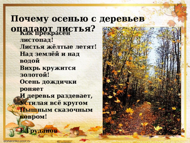 Почему осенью с деревьев опадают листья?    Как прекрасен листопад!  Листья жёлтые летят!  Над землёй и над водой  Вихрь кружится золотой!  Осень дождички роняет  И деревья раздевает,  Устилая всё кругом  Пышным сказочным ковром!  Е.Груданов   