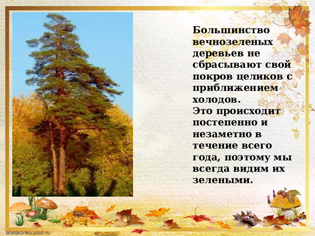 Большинство вечнозеленых деревьев не сбрасывают свой покров целиков с приближением холодов. Это происходит постепенно и незаметно в течение всего года, поэтому мы всегда видим их зелеными.       