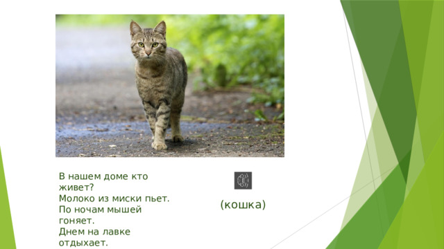 В нашем доме кто живет? Молоко из миски пьет. По ночам мышей гоняет. Днем на лавке отдыхает. (кошка) 