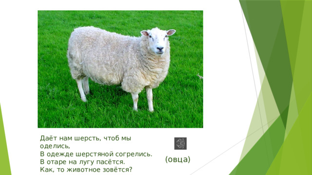 Даёт нам шерсть, чтоб мы оделись, В одежде шерстяной согрелись. В отаре на лугу пасётся. Как, то животное зовётся? (овца) 