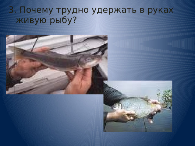 3. Почему трудно удержать в руках живую рыбу? 