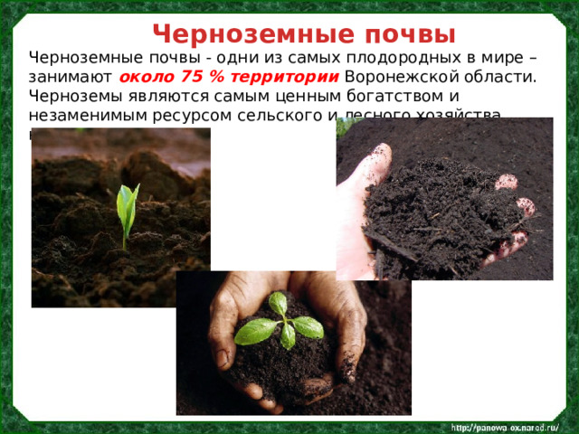 Черноземные почвы Черноземные почвы - одни из самых плодородных в мире –  занимают около 75 % территории Воронежской области. Черноземы являются самым ценным богатством и незаменимым ресурсом сельского и лесного хозяйства нашего края. 