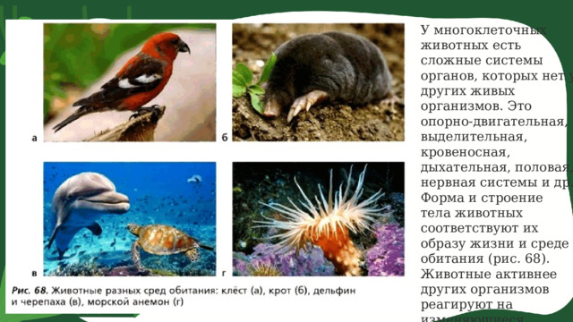 У многоклеточных животных есть сложные системы органов, которых нет у других живых организмов. Это опорно-двигательная, выделительная, кровеносная, дыхательная, половая, нервная системы и др. Форма и строение тела животных соответствуют их образу жизни и среде обитания (рис. 68). Животные активнее других организмов реагируют на изменяющиеся условия окружающей среды. 1 4 