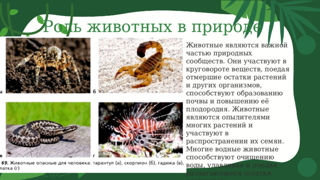 Роль животных в природе Животные являются важной частью природных сообществ. Они участвуют в круговороте веществ, поедая отмершие остатки растений и других организмов, способствуют образованию почвы и повышению её плодородия. Животные являются опылителями многих растений и участвуют в распространении их семян. Многие водные животные способствуют очищению воды, улавливая и поедая разлагающиеся остатки организмов.  