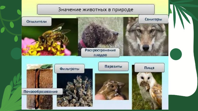 Роль животных в природе и жизни человека. 