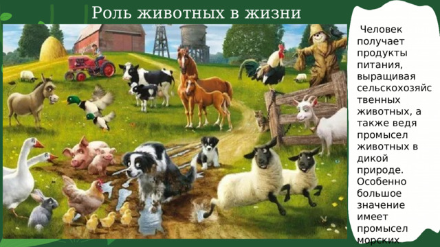 Роль животных в жизни человека .  Человек получает продукты питания, выращивая сельскохозяйственных животных, а также ведя промысел животных в дикой природе. Особенно большое значение имеет промысел морских животных (моллюсков, креветок, рыб). 