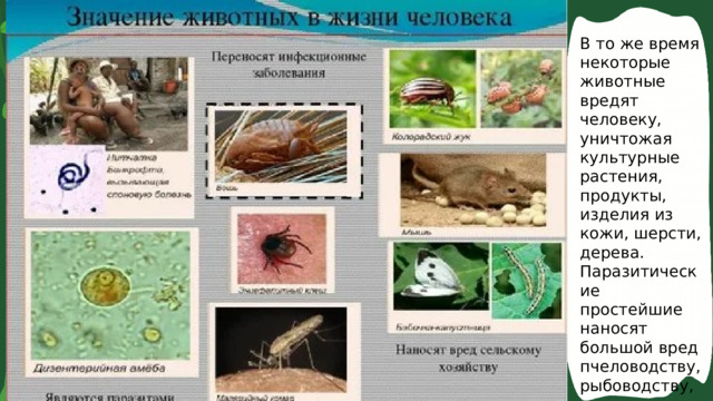 Роль животных в природе и жизни человека. В то же время некоторые животные вредят человеку, уничтожая культурные растения, продукты, изделия из кожи, шерсти, дерева. Паразитические простейшие наносят большой вред пчеловодству, рыбоводству, животноводству и звероводству. 
