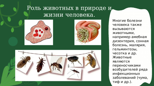 Роль животных в природе и жизни человека. Многие болезни человека также вызываются животными, например амебная дизентерия, сонная болезнь, малярия, гельминтозы, чесотка и др. Животные являются переносчиками возбудителей ряда инфекционных заболеваний (чума, тиф и др.). 