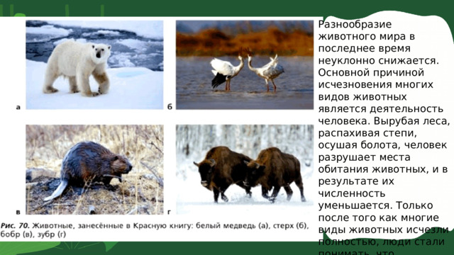 Разнообразие животного мира в последнее время неуклонно снижается. Основной причиной исчезновения многих видов животных является деятельность человека. Вырубая леса, распахивая степи, осушая болота, человек разрушает места обитания животных, и в результате их численность уменьшается. Только после того как многие виды животных исчезли полностью, люди стали понимать, что животные, как и другие организмы, нуждаются в защите. 1 4 