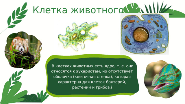 Клетка животного  В клетках животных есть ядро, т. е. они относятся к эукариотам, но отсутствует оболочка (клеточная стенка), которая характерна для клеток бактерий, растений и грибов.í 