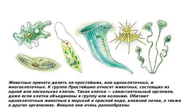 Животных принято делить на простейших, или одноклеточных, и многоклеточных. К группе Простейшие относят животных, состоящих из одной или нескольких клеток. Такая клетка — самостоятельный организм, даже если клетки объединены в группу или колонию. Обитают одноклеточные животные в морской и пресной воде, влажной почве, а также в других организмах. Внешне они очень разнообразны 