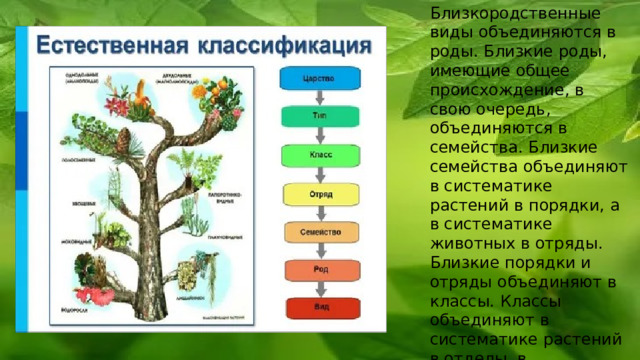 Роды объединяются в семейства. Близкородственные семейства объединяются в. Близкие роды имеющие общее происхождение объединяются в. Виды объединяются в роды роды в семействе, семейства в отряды. Виды объединяются в роды роды в семейства.