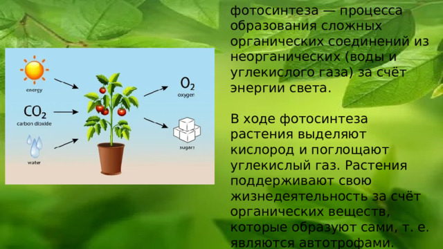 Лабораторная работа выделение кислорода в процессе фотосинтеза