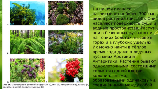 На нашей планете насчитывается более 300 тыс. видов растений (рис. 60). Они населяют поверхность суши и водные пространства. Растут они в безводных пустынях и на топких болотах, высоко в горах и в глубоких ущельях. Их можно найти в тёплое время года даже в ледяных пустынях Арктики и Антарктики. Растения бывают одноклеточными, состоящими только из одной клетки, колониальными, образованными одинаковыми, соединёнными между собой клетками, и многоклеточными.  