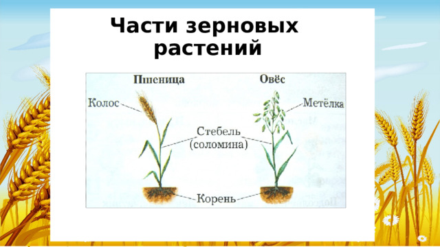 Части зерновых растений 