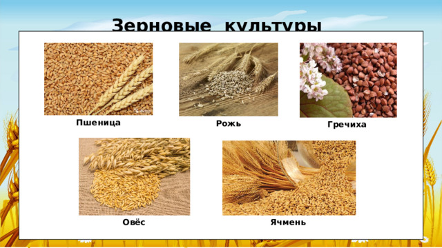 Зерновые культуры Пшеница Рожь Гречиха Ячмень Овёс 