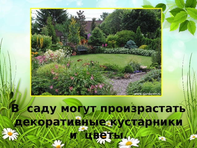 В саду могут произрастать декоративные кустарники и цветы. 