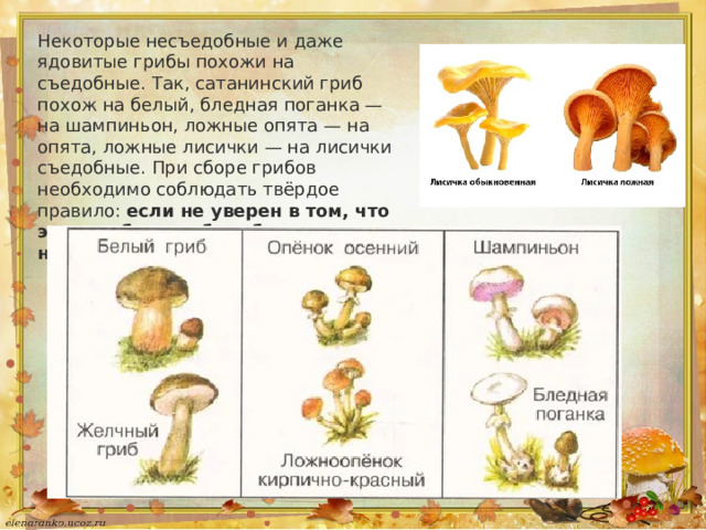 Некоторые несъедобные и даже ядовитые грибы похожи на съедобные. Так, сатанинский гриб похож на белый, бледная поганка — на шампиньон, ложные опята — на опята, ложные лисички — на лисички съедобные. При сборе грибов необходимо соблюдать твёрдое правило:  если не уверен в том, что этот гриб съедобен, брать его нельзя . 