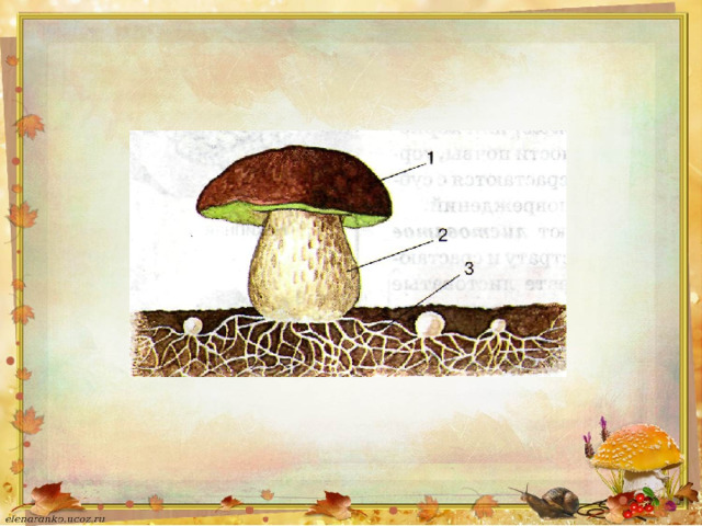 Урок биологии грибы. Грибы по биологии. Карточки царство грибов. Грибы по биологии 5 класс. Слайд на тему грибы.