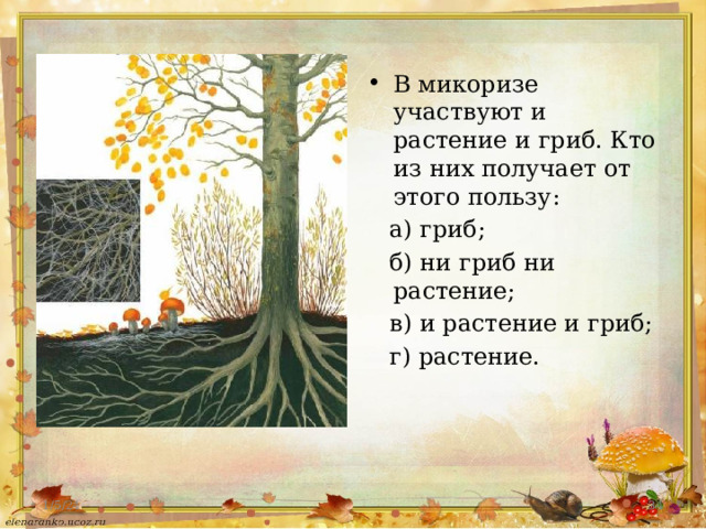 В микоризе участвуют и растение и гриб. Кто из них получает от этого пользу:  а) гриб;  б) ни гриб ни растение;  в) и растение и гриб;  г) растение. 1/5/24  