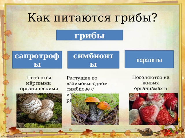 Как питаются грибы? грибы симбионты сапротрофы Поселяются на живых организмах и питаются за их счёт Питаются мёртвыми органическими веществами Растущие во взаимовыгодном симбиозе с избранными растениями 