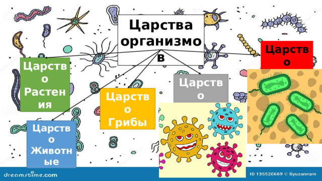 Царства организмов Царство Бактерии Царство Растения Царство Вирусы Царство Грибы Царство Животные 