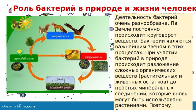 Роль бактерий в природе и жизни человека . Деятельность бактерий очень разнообразна. Па Земле постоянно происходит круговорот веществ. Бактерии являются важнейшим звеном в этих процессах. При участии бактерий в природе происходит разложение сложных органических веществ (растительных и животных остатков) до простых минеральных соединений, которые вновь могут быть использованы растениями. Поэтому бактерии часто называют «санитарами» нашей планеты. 