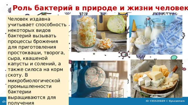 Роль бактерий в природе и жизни человека . Человек издавна учитывает способность некоторых видов бактерий вызывать процессы брожения для приготовления простокваши, творога, сыра, квашеной капусты и солений, а также силоса на корм скоту. В микробиологической промышленности бактерии выращиваются для получения антибиотиков, витаминов и других веществ 
