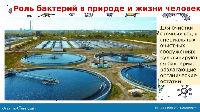 Роль бактерий в природе и жизни человека . Для очистки сточных вод в специальных очистных сооружениях культивируются бактерии, разлагающие органические остатки. 