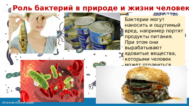 Роль бактерий в природе и жизни человека . Бактерии могут наносить и ощутимый вред, например портят продукты питания. При этом они вырабатывают ядовитые вещества, которыми человек может отравиться, употребляя испорченные продукты. 