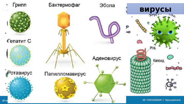 Бактерии и вирусы 5 класс