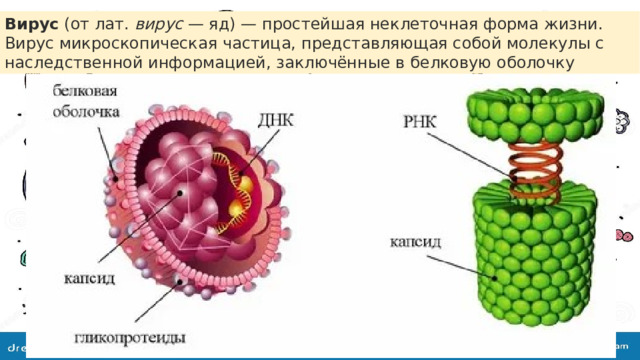 Вирус  (от лат.  вирус  — яд) — простейшая неклеточная форма жизни. Вирус микроскопическая частица, представляющая собой молекулы с наследственной информацией, заключённые в белковую оболочку 