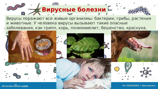 Вирусные болезни . Вирусы поражают все живые организмы: бактерии, грибы, растения и животные. У человека вирусы вызывают такие опасные заболевания, как грипп, корь, полиомиелит, бешенство, краснуха, оспа, гепатит и мн. д 