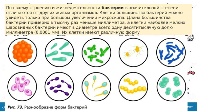 По своему строению и жизнедеятельности  бактерии  в значительной степени отличаются от других живых организмов. Клетки большинства бактерий можно увидеть только при большом увеличении микроскопа. Длина большинства бактерий примерно в тысячу раз меньше миллиметра, а клетки наиболее мелких шаровидных бактерий имеют в диаметре всего одну десятитысячную долю миллиметра (0,0001 мм). Их клетки имеют различную форму 