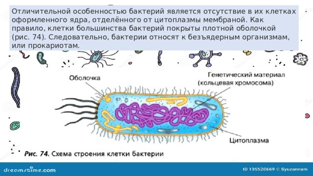 Отличительной особенностью бактерий является отсутствие в их клетках оформленного ядра, отделённого от цитоплазмы мембраной. Как правило, клетки большинства бактерий покрыты плотной оболочкой (рис. 74). Следовательно, бактерии относят к безъядерным организмам, или прокариотам. 