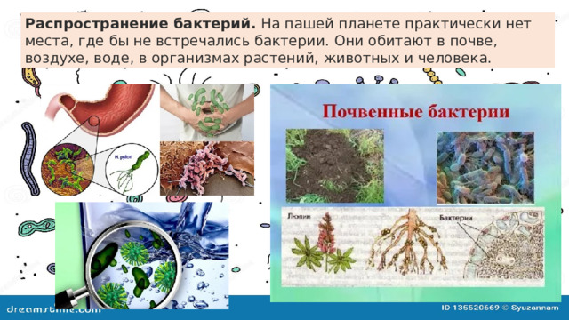 Распространение бактерий.  На пашей планете практически нет места, где бы не встречались бактерии. Они обитают в почве, воздухе, воде, в организмах растений, животных и человека. 