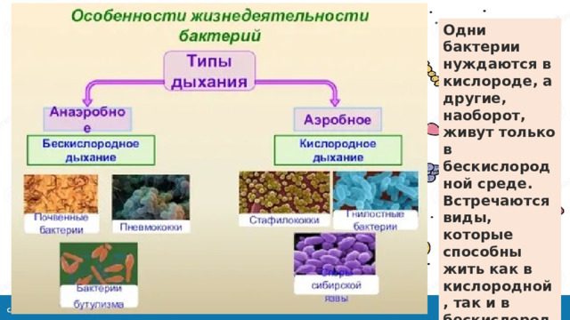 Одни бактерии нуждаются в кислороде, а другие, наоборот, живут только в бескислородной среде. Встречаются виды, которые способны жить как в кислородной, так и в бескислородной средах . 