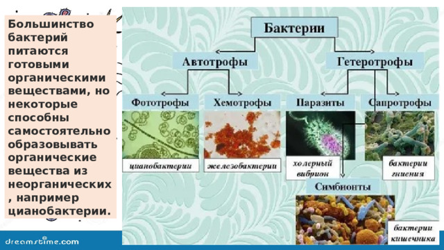 Большинство бактерий питаются готовыми органическими веществами, но некоторые способны самостоятельно образовывать органические вещества из неорганических, например цианобактерии. 