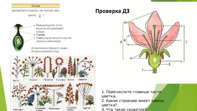1. Перечислите главные части цветка. 2. Какое строение имеет завязь цветка? 3. Что такое соцветие? 