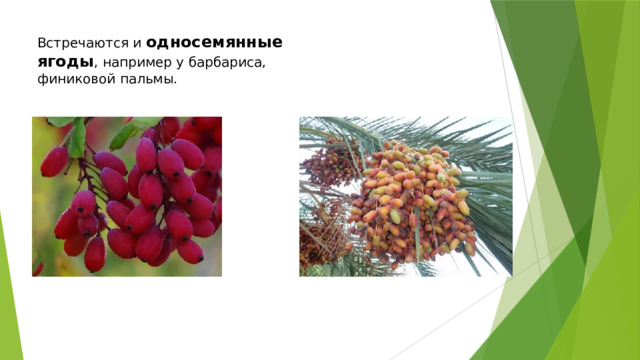 Встречаются и односемянные ягоды , например у барбариса, финиковой пальмы. 