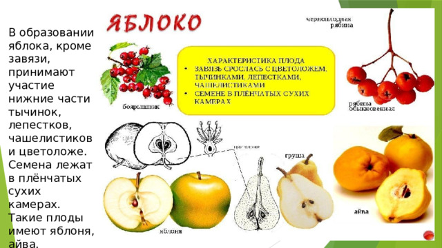 В образовании яблока, кроме завязи, принимают участие нижние части тычинок, лепестков, чашелистиков и цветоложе. Семена лежат в плёнчатых сухих камерах. Такие плоды имеют яблоня, айва. 